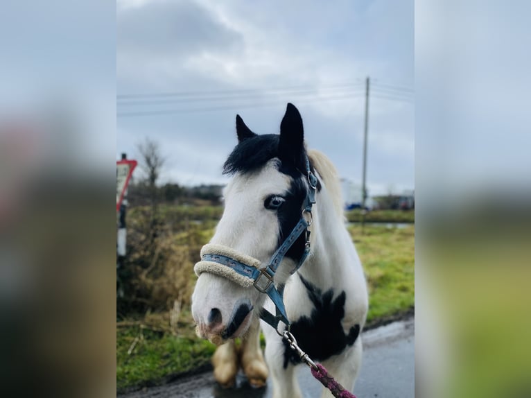 Cob Wallach 5 Jahre 133 cm Schecke in Sligo