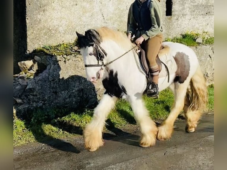 Cob Wallach 5 Jahre 133 cm Schecke in Sligo