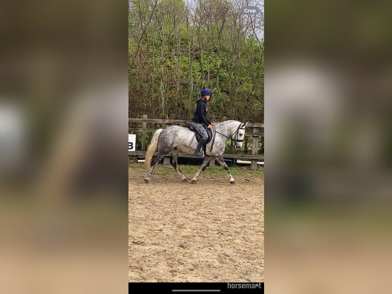 Cob Wallach 5 Jahre 142 cm Schimmel in Kildare