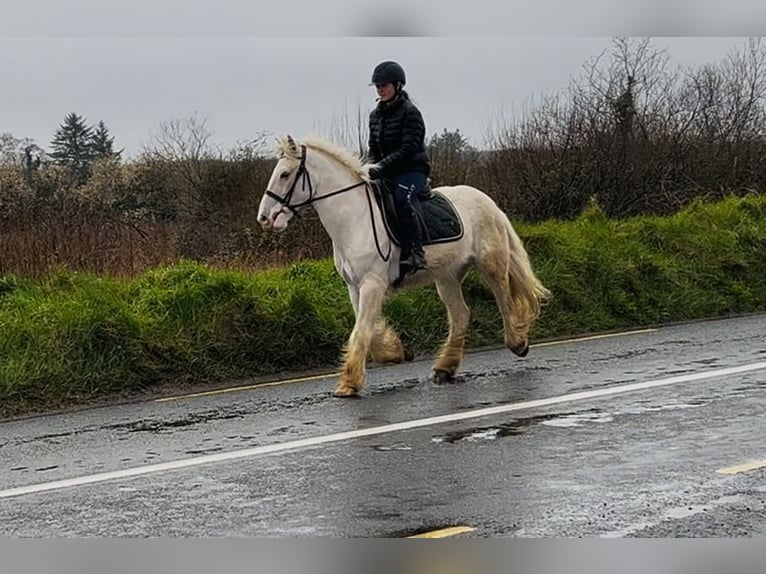 Cob Wallach 5 Jahre 145 cm Palomino in Sligo