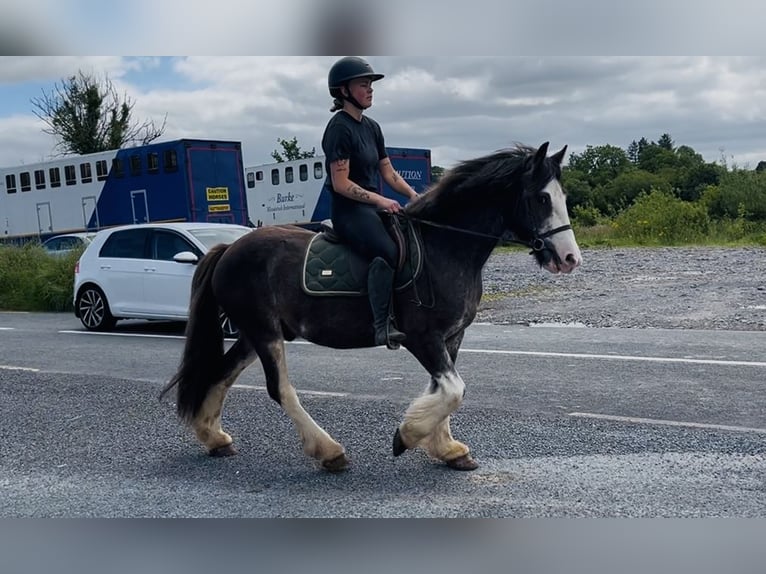 Cob Wallach 5 Jahre 145 cm Rappe in Sligo