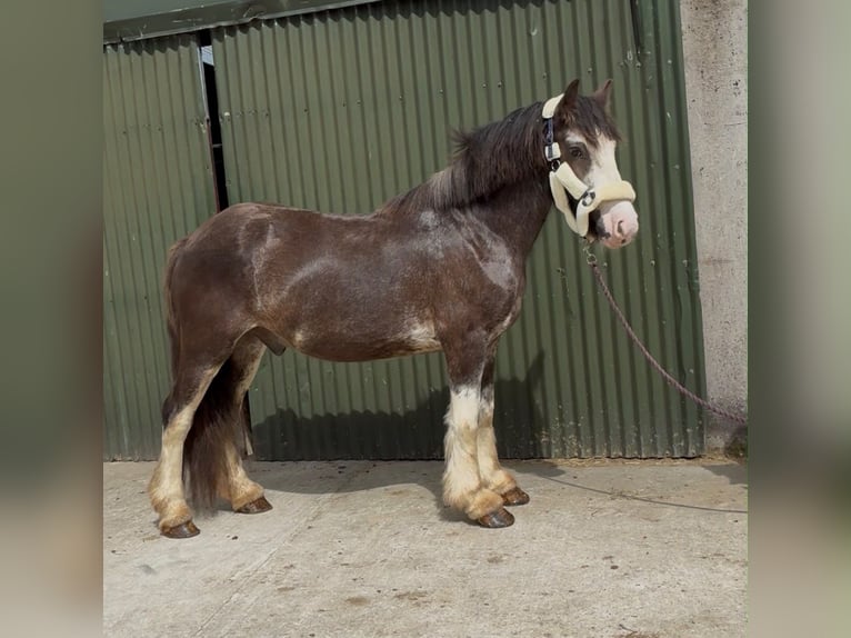 Cob Wallach 5 Jahre 145 cm Rappe in Sligo