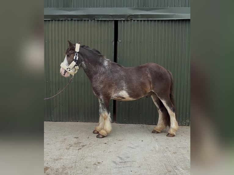 Cob Wallach 5 Jahre 145 cm Rappe in Sligo