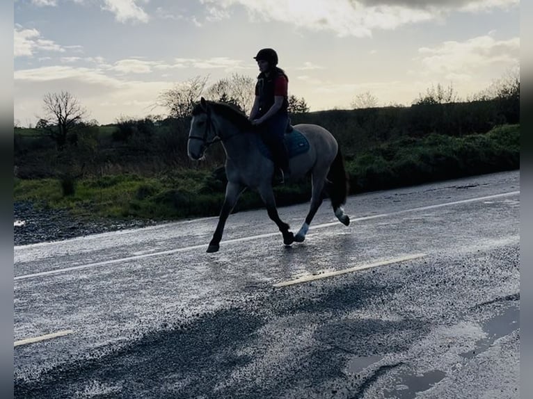 Cob Wallach 5 Jahre 146 cm Falbe in Sligo