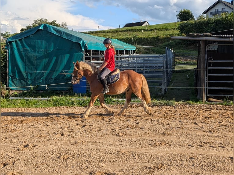 Cob Wallach 5 Jahre 146 cm Fuchs in Morsbach