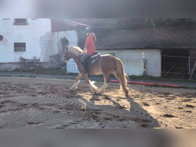 Cob Wallach 5 Jahre 146 cm Fuchs in Morsbach