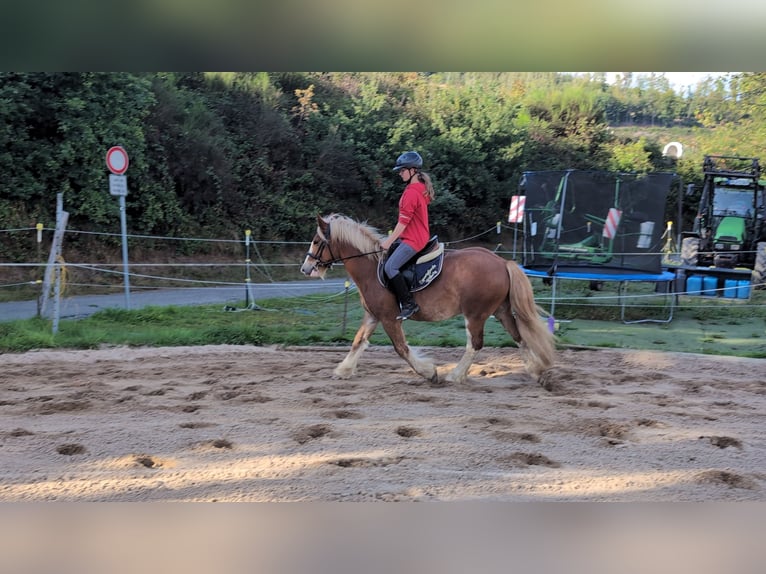 Cob Wallach 5 Jahre 146 cm Fuchs in Morsbach
