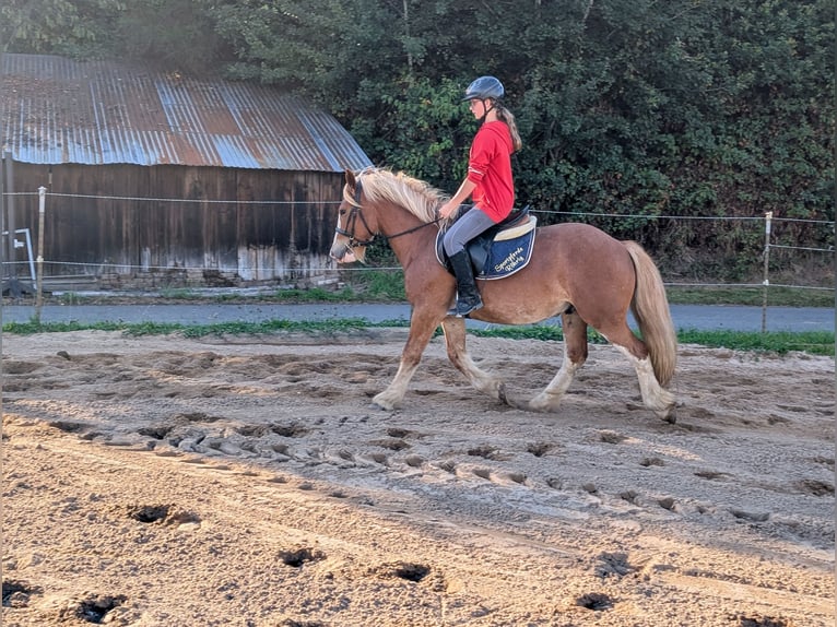 Cob Wallach 5 Jahre 146 cm Fuchs in Morsbach