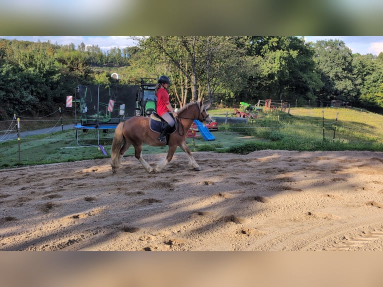 Cob Wallach 5 Jahre 146 cm Fuchs in Morsbach