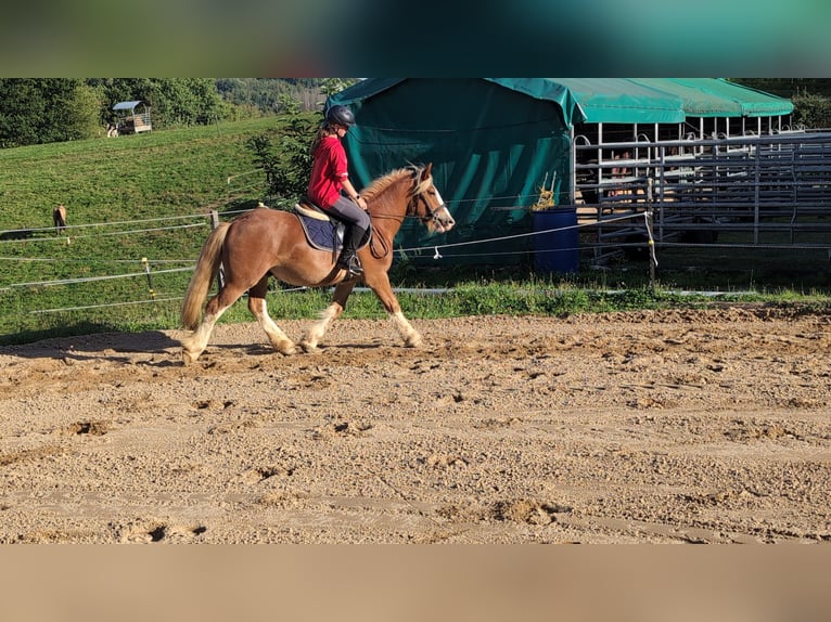 Cob Wallach 5 Jahre 146 cm Fuchs in Morsbach