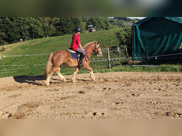 Cob Wallach 5 Jahre 146 cm Fuchs in Morsbach
