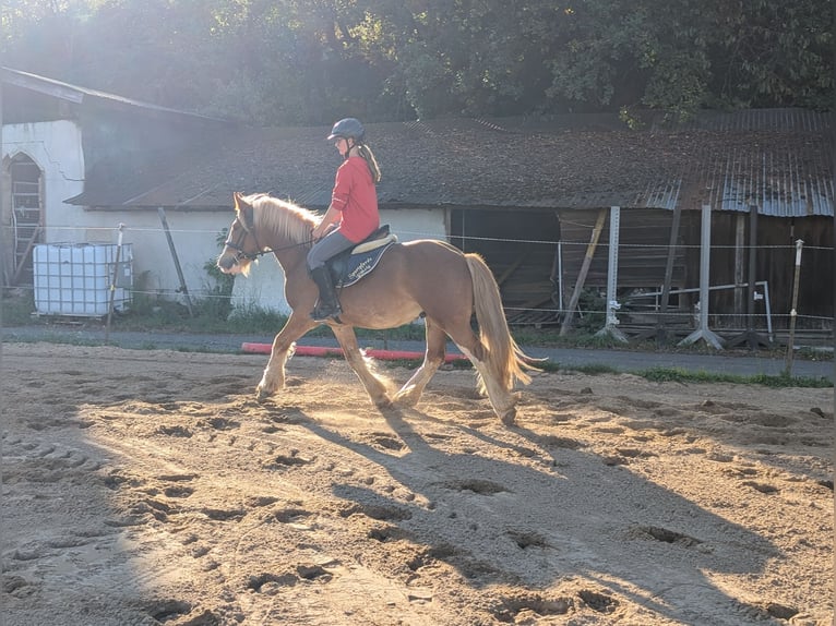 Cob Wallach 5 Jahre 146 cm Fuchs in Morsbach