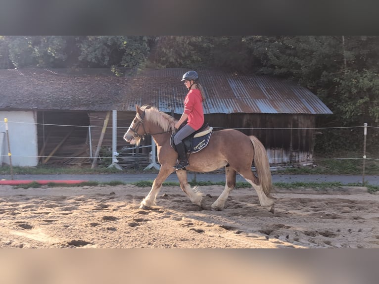 Cob Wallach 5 Jahre 146 cm Fuchs in Morsbach