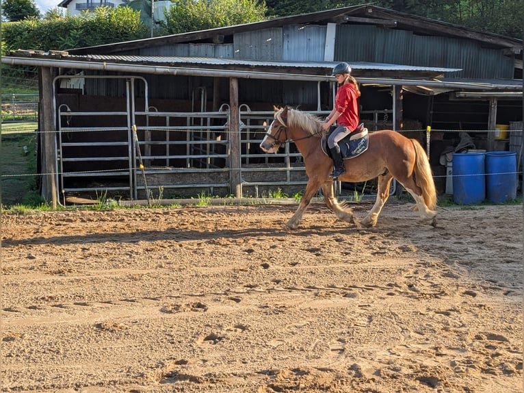 Cob Wallach 5 Jahre 146 cm Fuchs in Morsbach