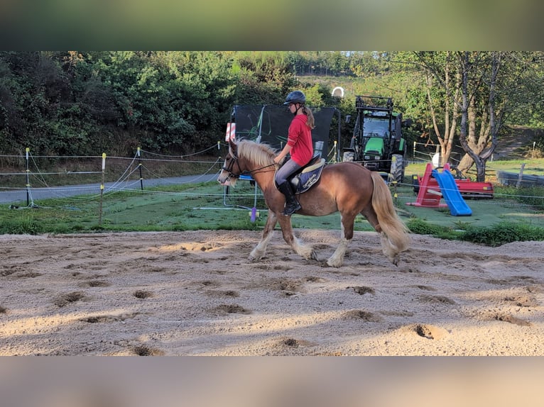Cob Wallach 5 Jahre 146 cm Fuchs in Morsbach