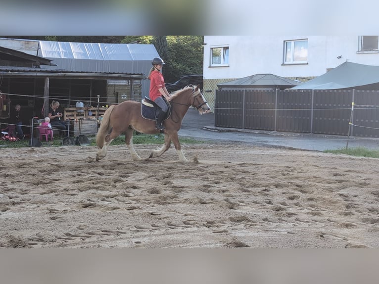 Cob Wallach 5 Jahre 146 cm Fuchs in Morsbach