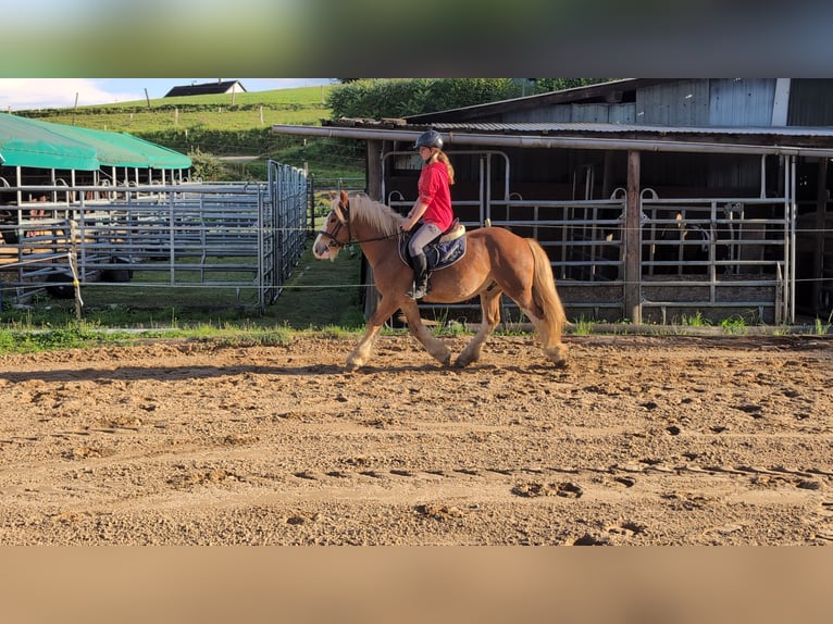 Cob Wallach 5 Jahre 146 cm Fuchs in Morsbach