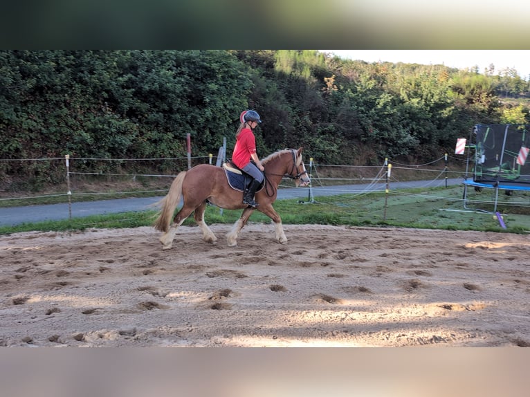 Cob Wallach 5 Jahre 146 cm Fuchs in Morsbach