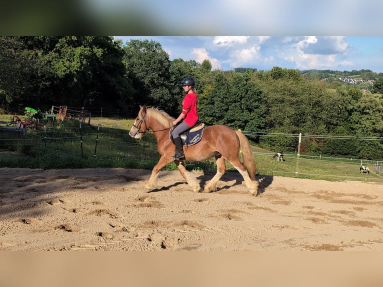 Cob Wallach 5 Jahre 146 cm Fuchs in Morsbach