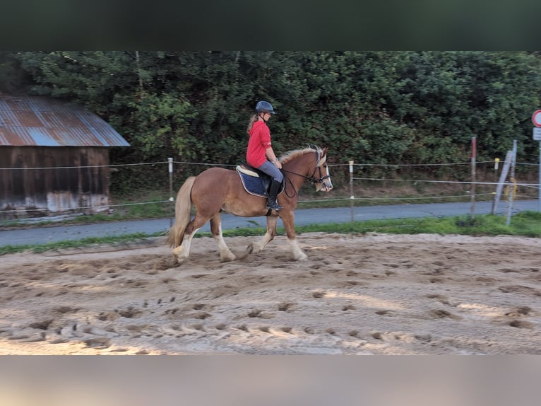 Cob Wallach 5 Jahre 146 cm Fuchs in Morsbach