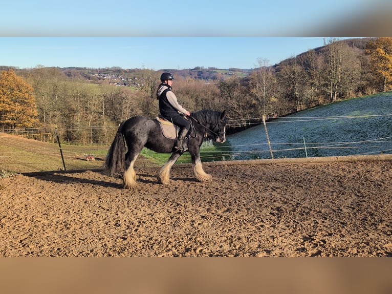 Cob Wallach 5 Jahre 146 cm Roan-Blue in Morsbach