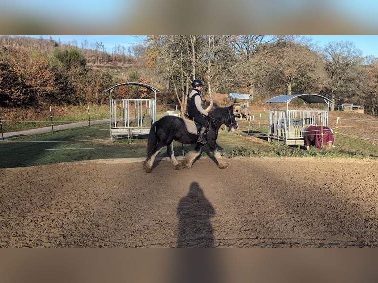 Cob Wallach 5 Jahre 146 cm Roan-Blue in Morsbach