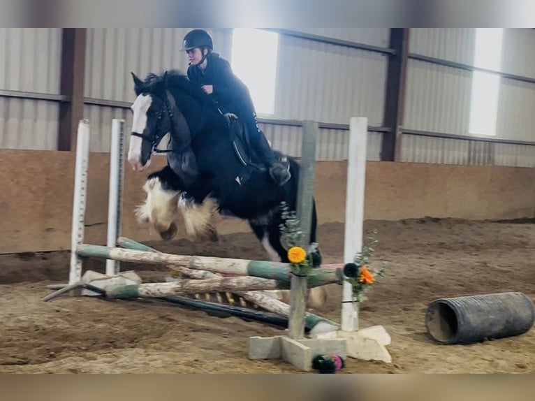 Cob Wallach 5 Jahre 148 cm Rappe in Sligo