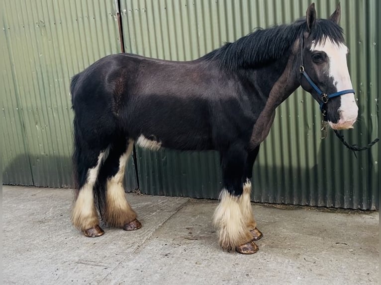 Cob Wallach 5 Jahre 148 cm Rappe in Sligo