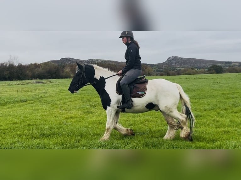Cob Wallach 5 Jahre 148 cm Schecke in Sligo