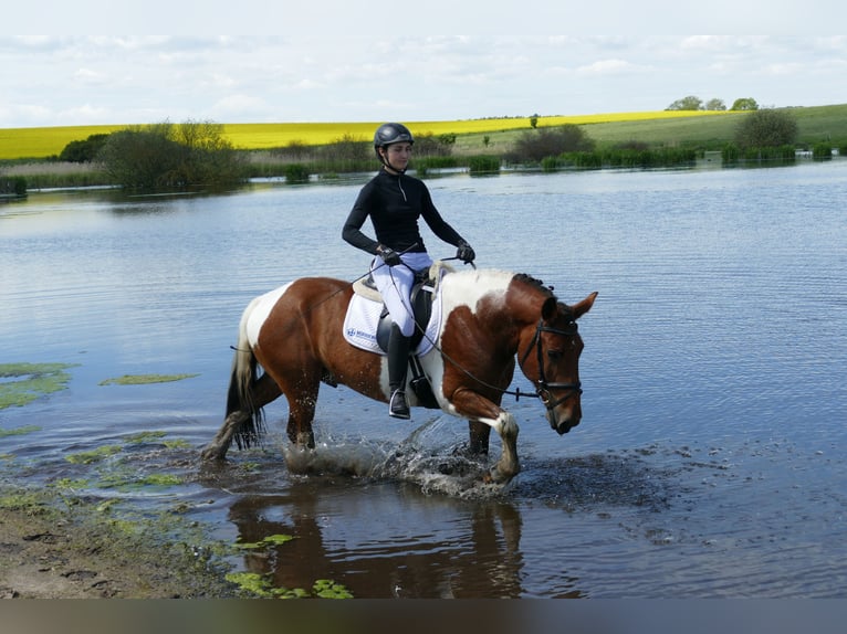 Cob Wallach 5 Jahre 150 cm Schecke in Ganschow