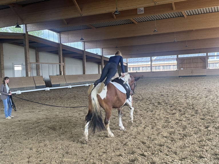 Cob Wallach 5 Jahre 150 cm Schecke in Ganschow