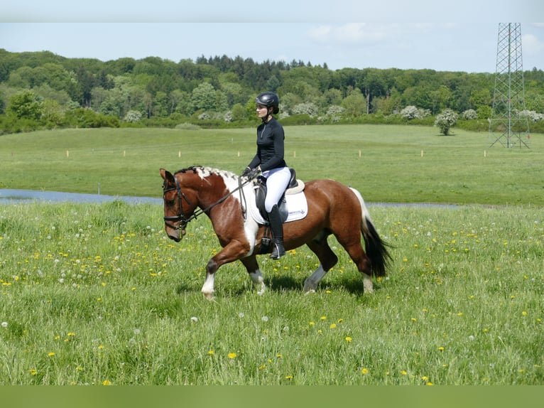 Cob Wallach 5 Jahre 150 cm Schecke in Ganschow