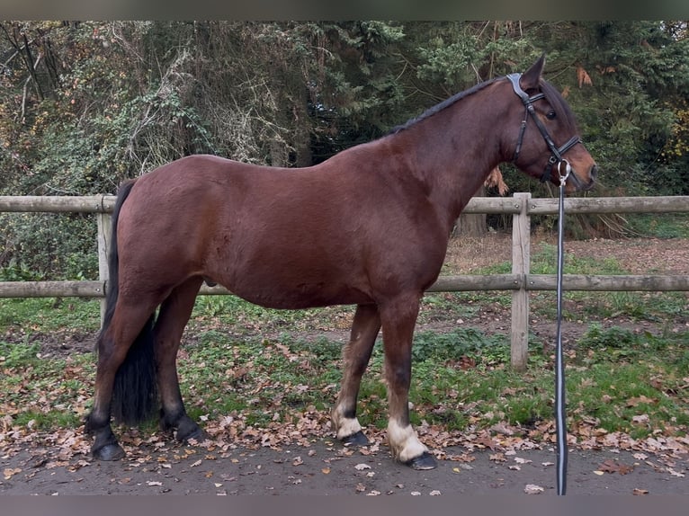 Cob Wallach 5 Jahre 151 cm Brauner in Crespières