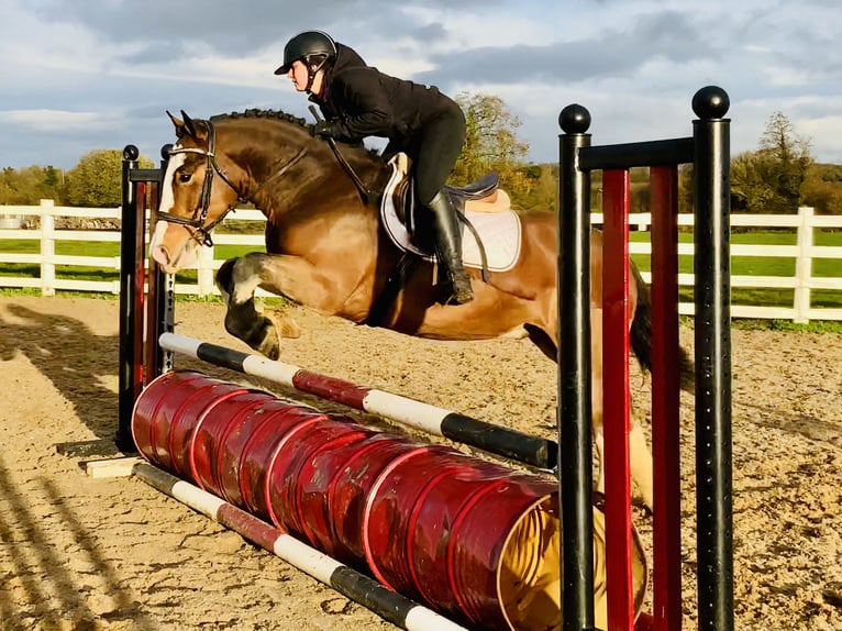 Cob Wallach 5 Jahre 152 cm Brauner in Mountrath