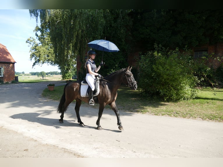 Cob Wallach 5 Jahre 155 cm Rappe in Ganschow