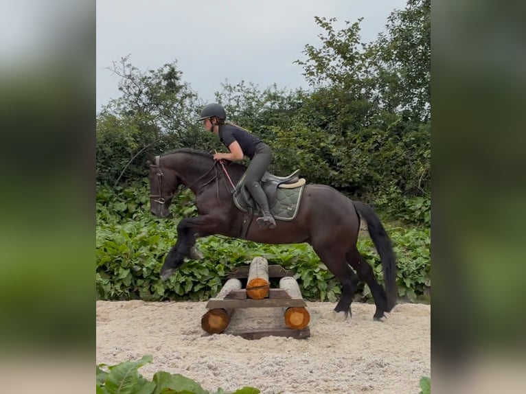 Cob Wallach 5 Jahre 155 cm Rappe in Sligo