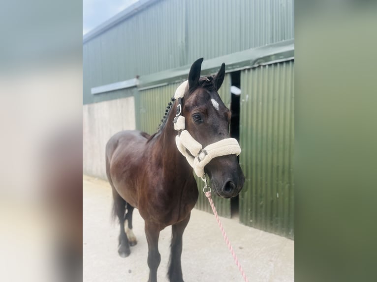Cob Wallach 5 Jahre 155 cm Rappe in Sligo