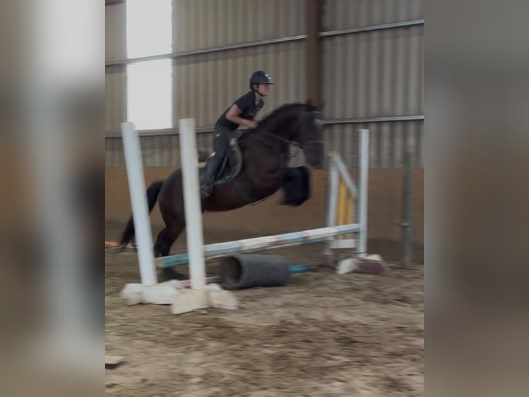 Cob Wallach 5 Jahre 155 cm Rappe in Sligo