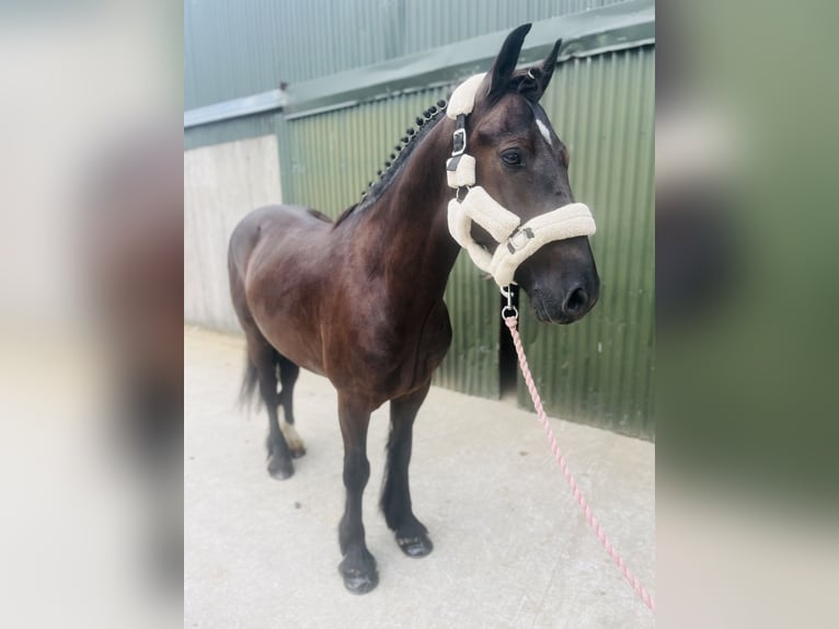 Cob Wallach 5 Jahre 155 cm Rappe in Sligo