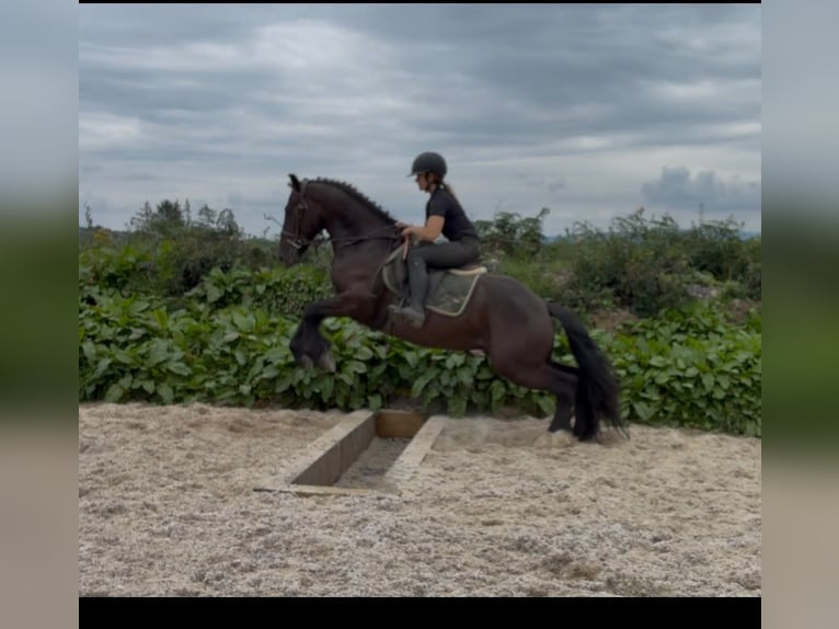 Cob Wallach 5 Jahre 155 cm Rappe in Sligo