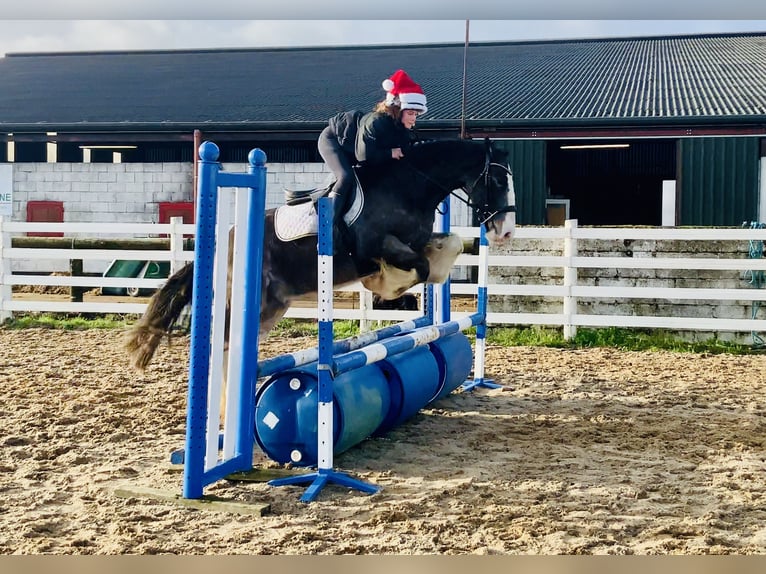 Cob Wallach 5 Jahre 157 cm Falbe in Mountrath