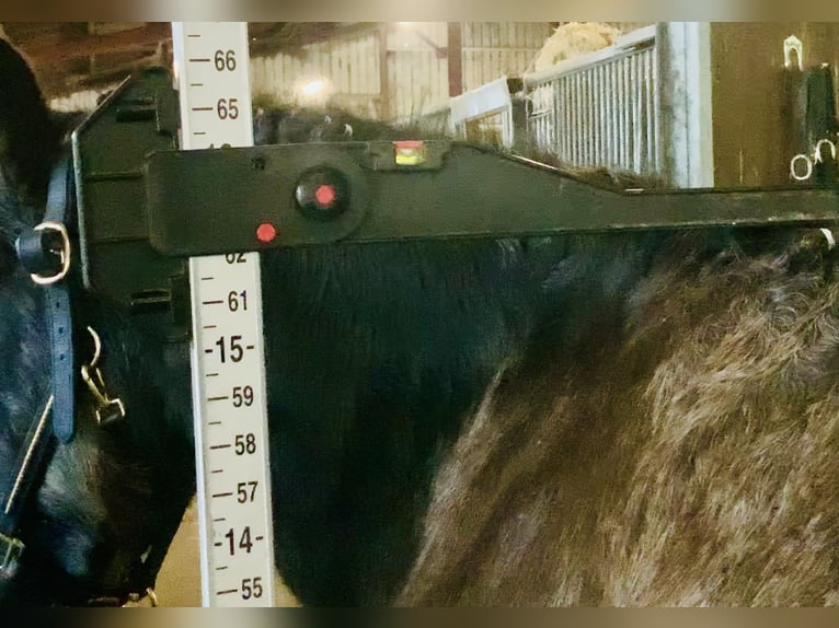 Cob Wallach 5 Jahre 157 cm Falbe in Mountrath