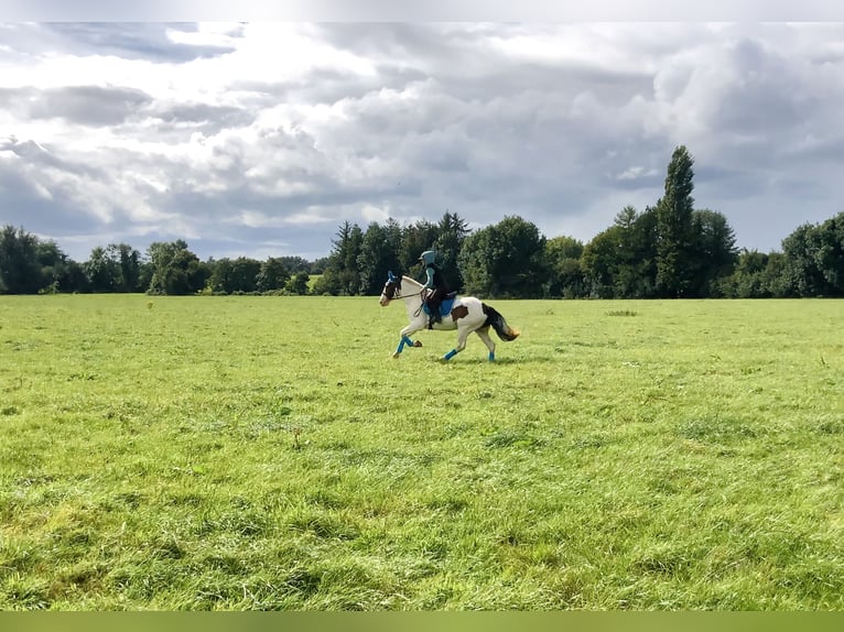 Cob Wallach 5 Jahre 158 cm Schecke in Mountrath