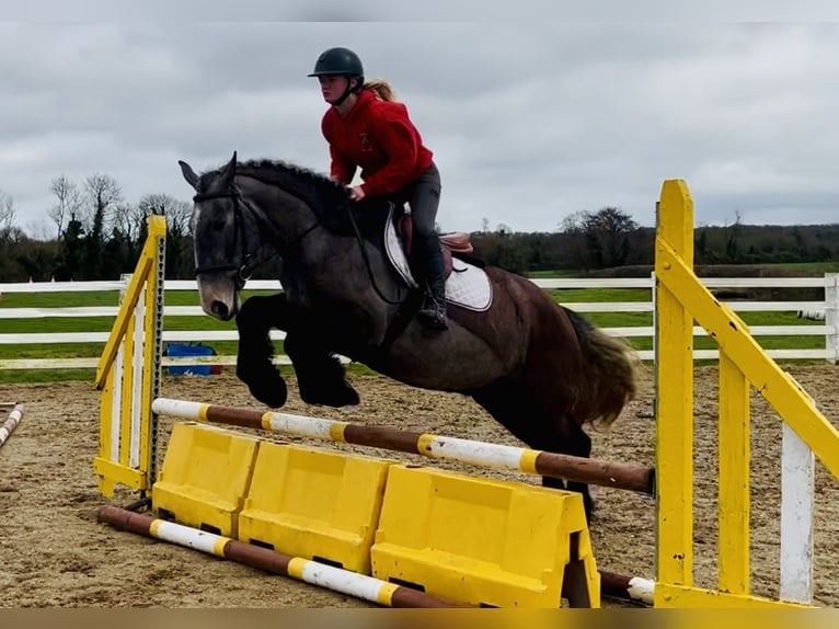 Cob Wallach 5 Jahre 159 cm Roan-Blue in Mountrath