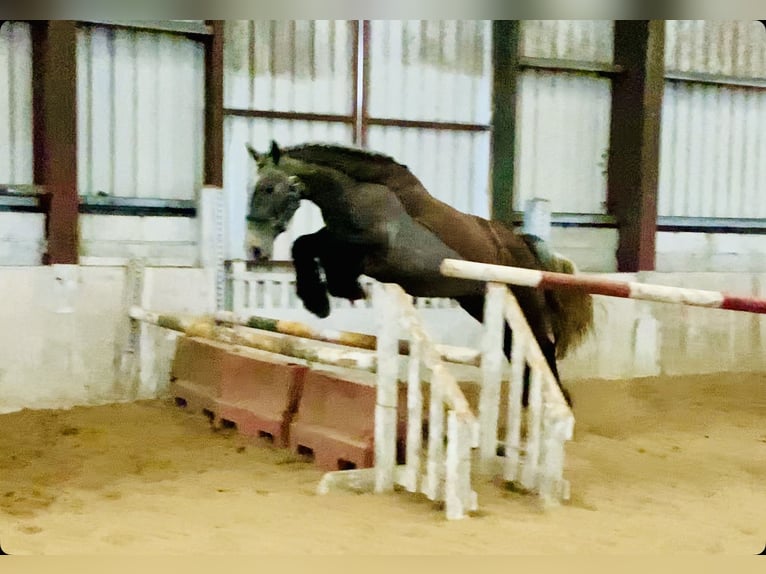 Cob Wallach 5 Jahre 159 cm Roan-Blue in Mountrath