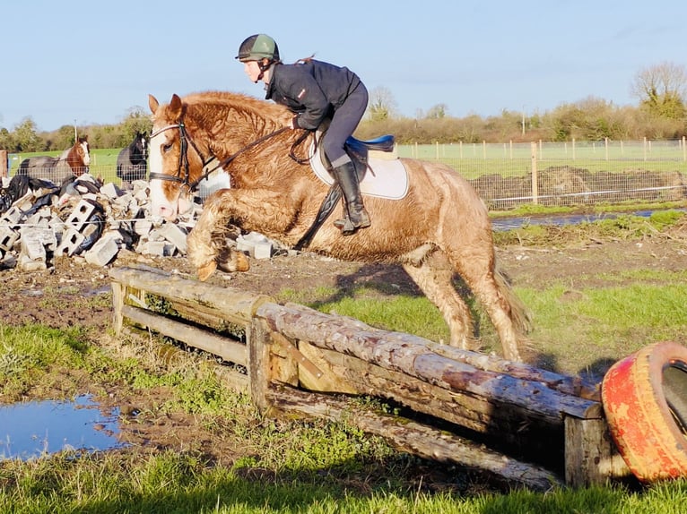 Cob Wallach 5 Jahre 159 cm Roan-Red in Mountrath