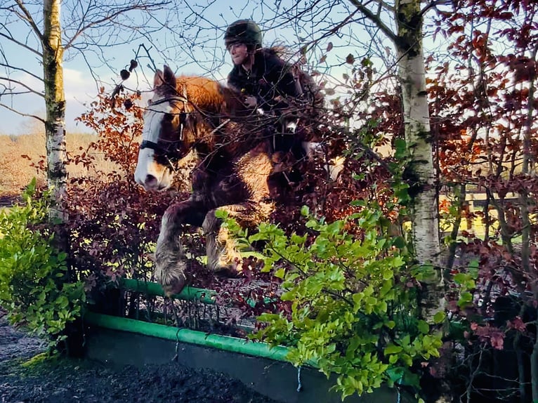 Cob Wallach 5 Jahre 159 cm Roan-Red in Mountrath