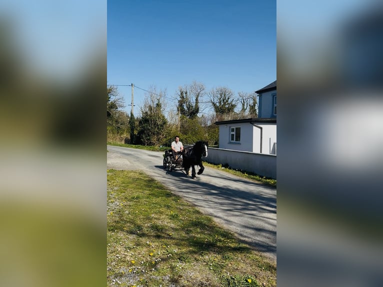 Cob Wallach 6 Jahre 125 cm Rappe in Sligo