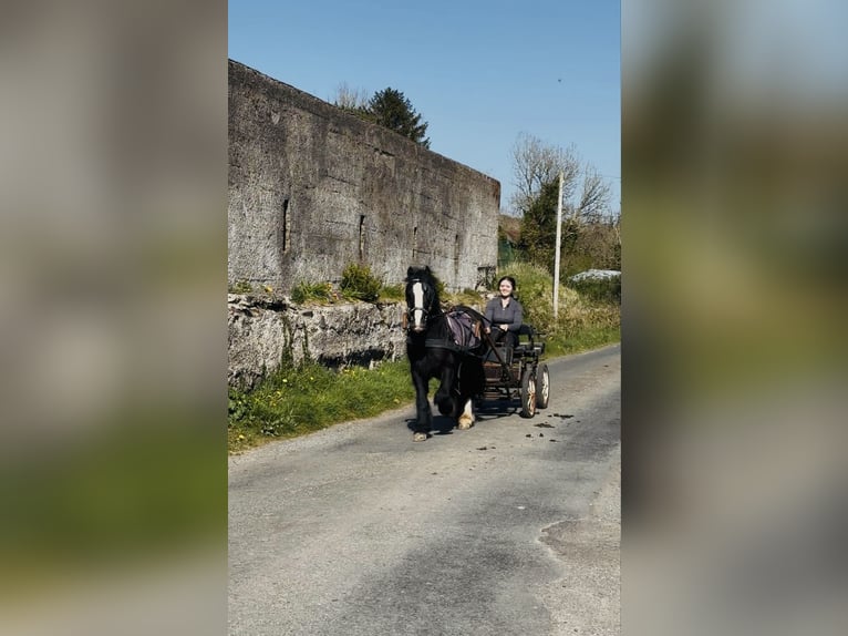 Cob Wallach 6 Jahre 125 cm Rappe in Sligo