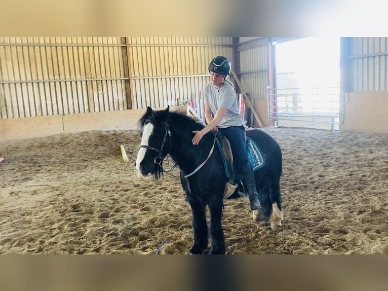 Cob Wallach 6 Jahre 125 cm Rappe in Sligo